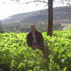vladimir, 52